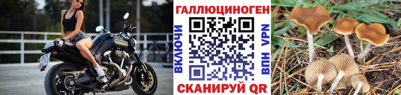 сколько стоит  Тутаев  Псилоцибиновые грибы Magic Shrooms 